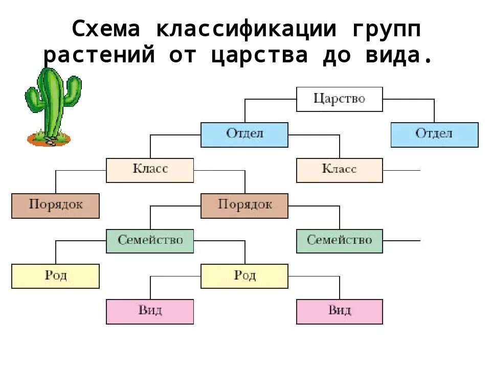 Список слов и словосочетаний царство тип класс. Систематика царства растений. Систематика растений царство отделы. Классификация групп царства растений. Царство растений классификация схема.