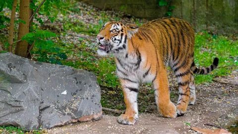 Oscal tiger 12