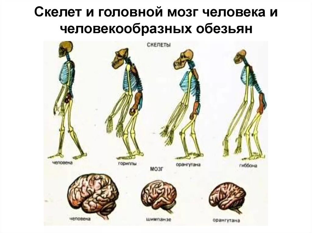 Строение мозга человекообразной обезьяны. Строение скелета человека и человекообразных обезьян. Головной мозг человекообразных обезьян. Головной мозг человека и человекообразной обезьяны.