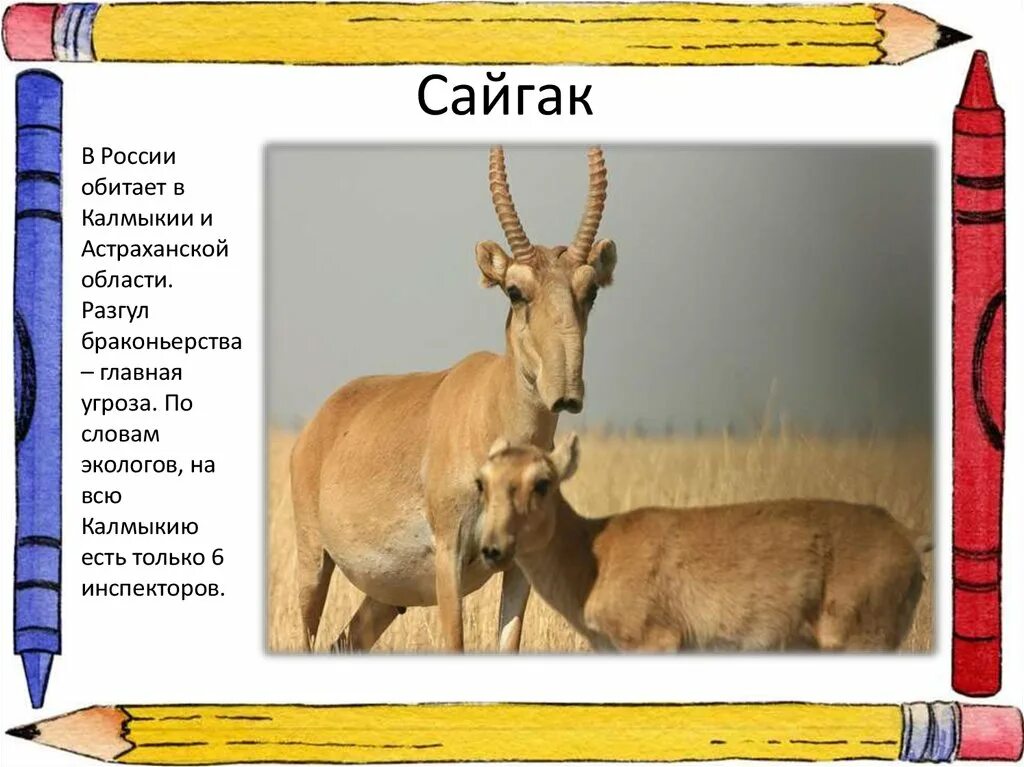 Где обитает сайгак в какой зоне. Сайгак. сайгак презентация. сообщение о сайгаке.