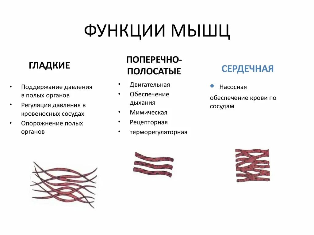 Какие функции выполняет гладкая ткань. Функции мышечной ткани в организме физиология. Типы мышц их строение и функции. Функции мышечной ткани функции мышечной ткани. Три типа мышечной ткани. Функции мышечной ткани..