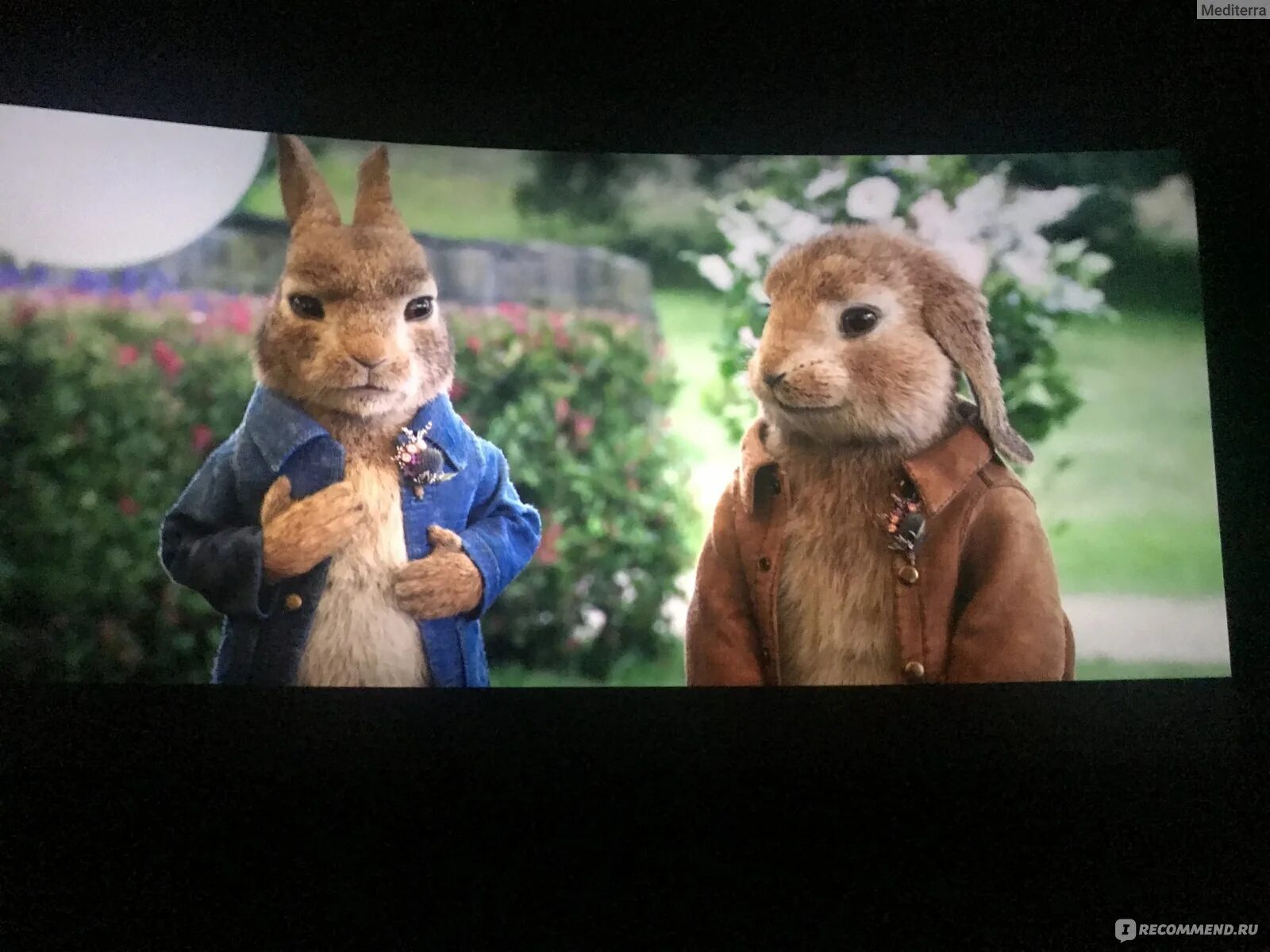 Братцы кролики 2021. Кролик Питер 2. Peter Rabbit 2 # Питер кролик 2 screencaps Fancaps.