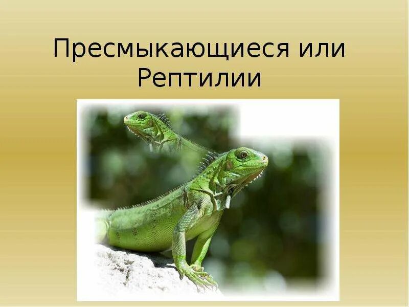 Пресмыкающихся называют наземными животными так как они
