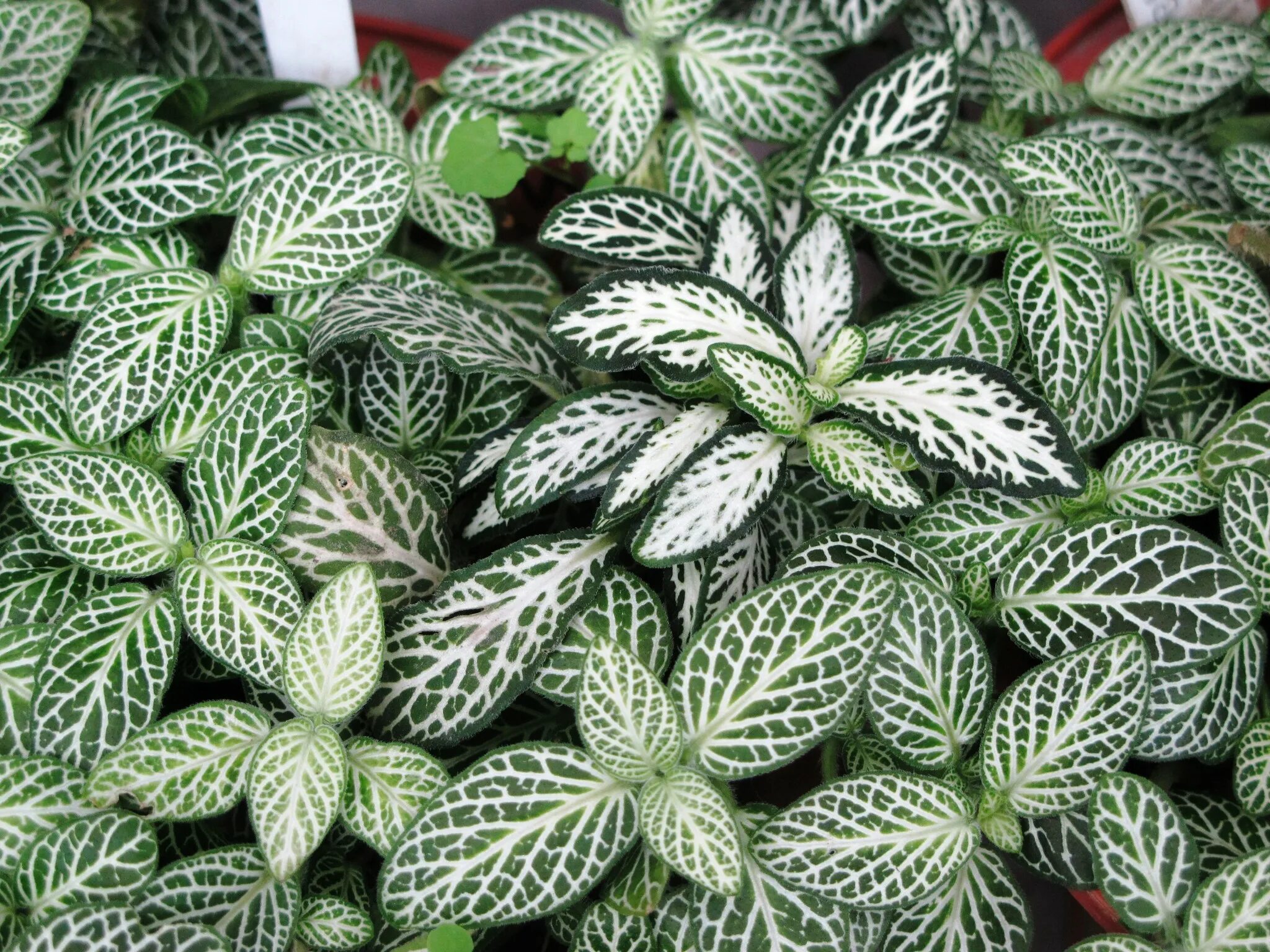 Фиттония сорта. Фиттония серебристожильчатая. fittonia albivenis. фиттония беложильчатая. фиттония ампельная.