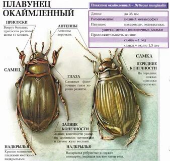 Жук-плавунец: внешний вид и строение, особенности размножения и питания хищ...