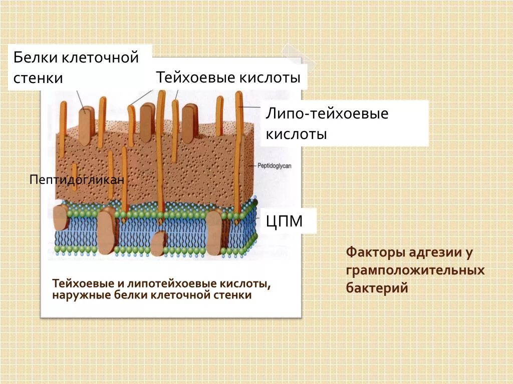 Белком клеточной стенки. Тейхоевые кислоты в клеточной стенке. Факторы адгезии у грамположительных бактерий. Тейхоевые и липотейхоевые кислоты. Тейхоевые кислоты грамположительных бактерий.