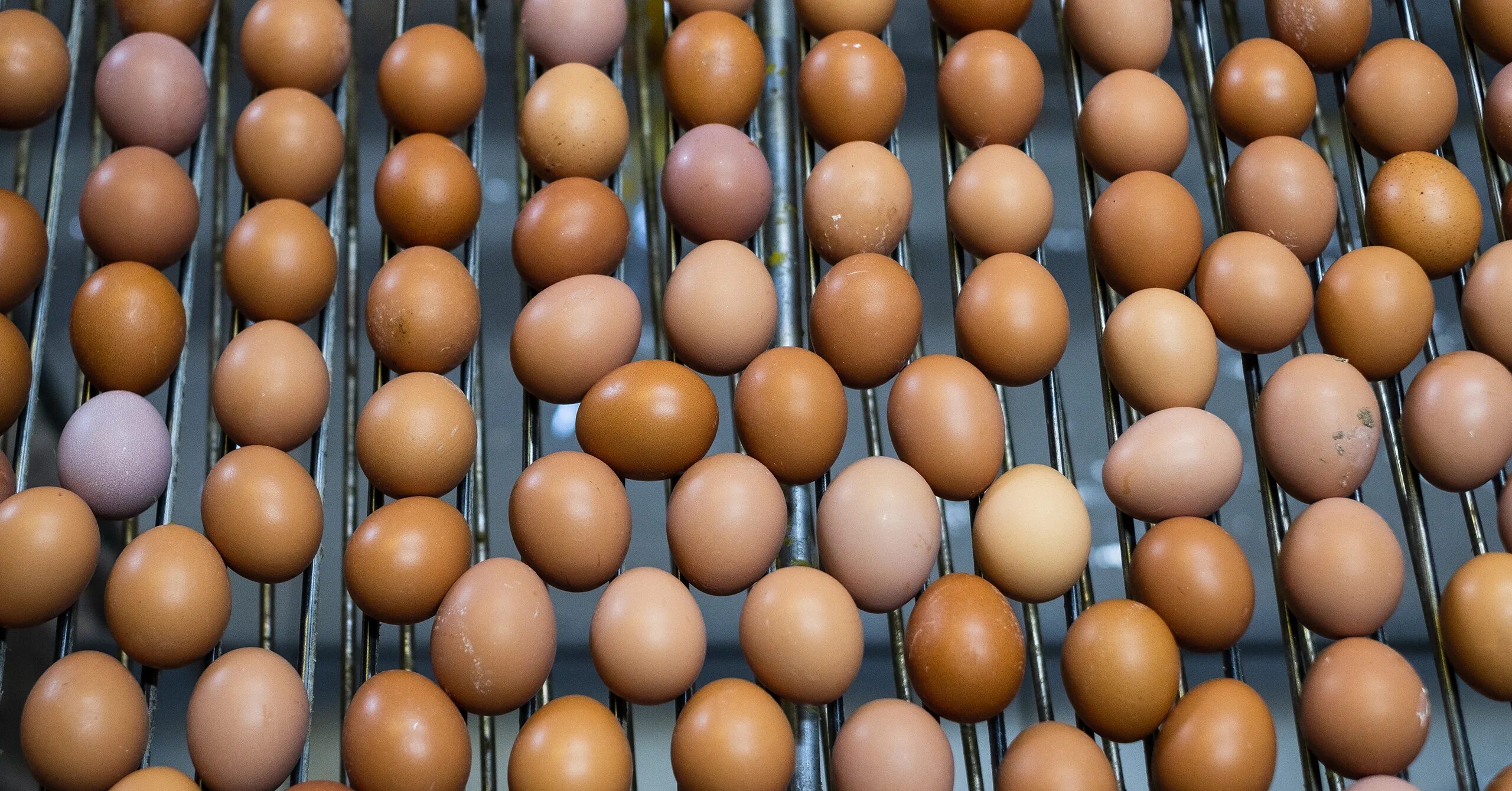 Производство яиц. Много яиц. Много много яиц. Яйца производители.