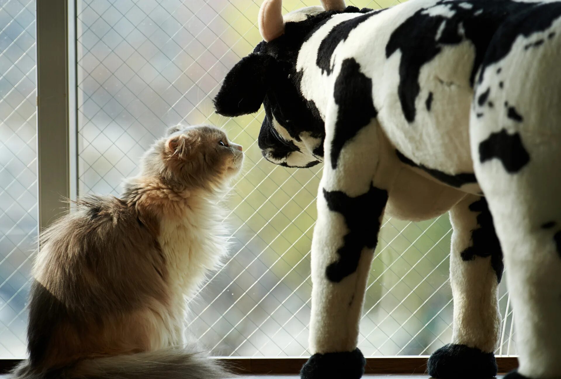 Кот коровка. Корова и кошка. Теленок и котенок. Котёнок и корова. Корова и собака.