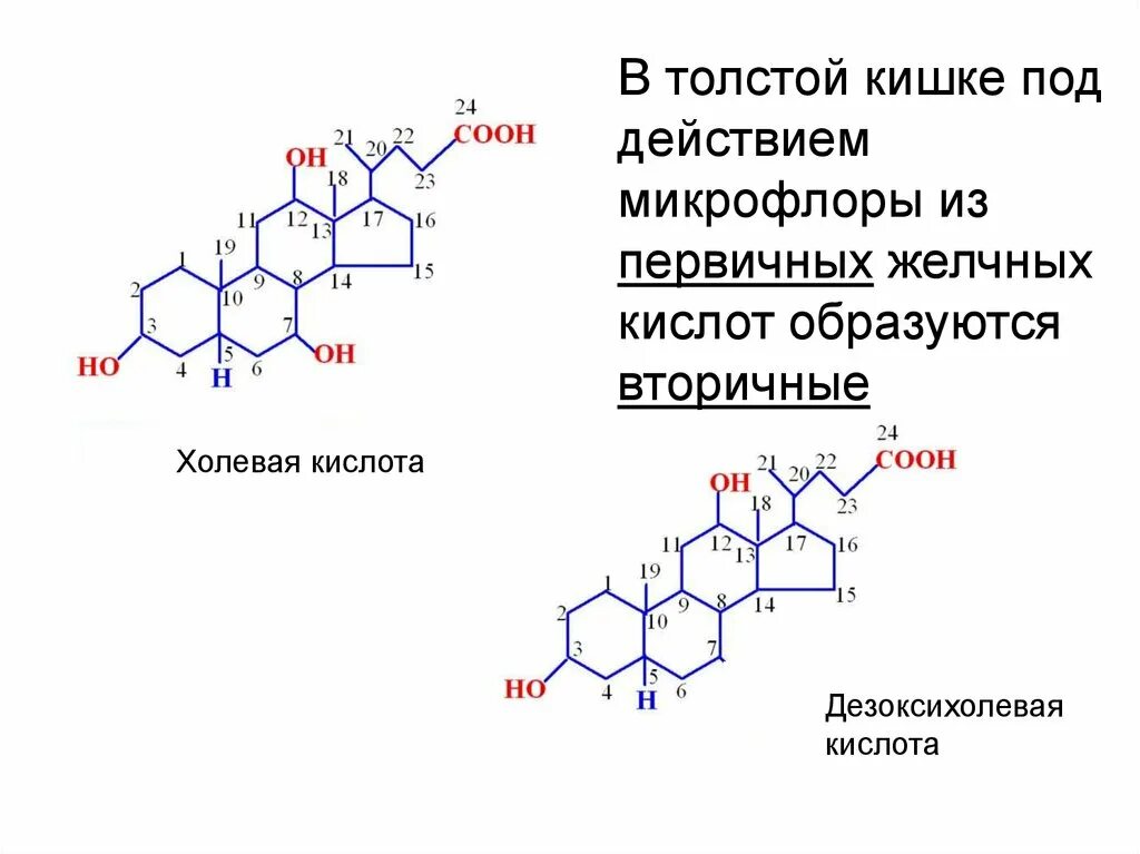 Липиды желчных кислот. Холевая кислота формула. Холевая кислота формула химическая. Первичные желчные кислоты биохимия. Структурная формула холевой кислоты.