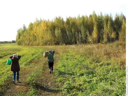 Лес конечно