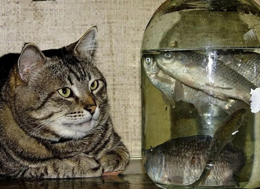 Кот с рыбой. Кот в банке. Рыбки для кошек. Банка с рыбками и кот.