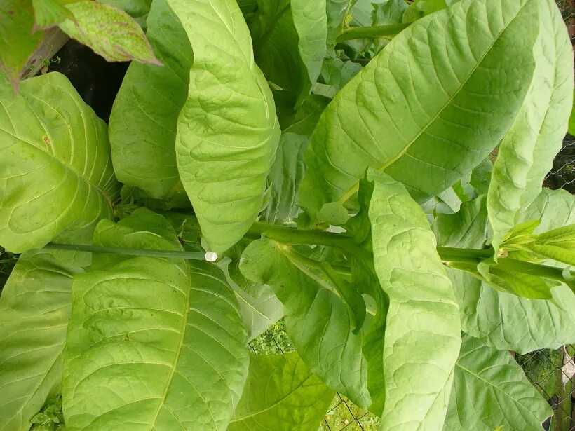 Семена табак парламентский час. Сорт табака гавана. Какие сорта табака выращивают. Саженцы табака. Зелёнолистные сорта табака.