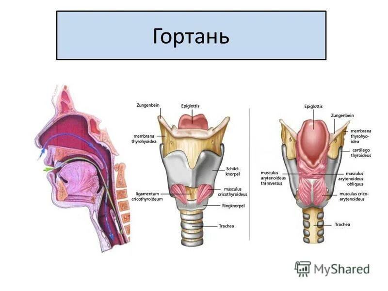 Гортань и надгортанник строение и функции. Голосовая складка гортани. Гортань и надгортанник строение и функции. Строение гортани у женщин. Строение гортани у женщин.