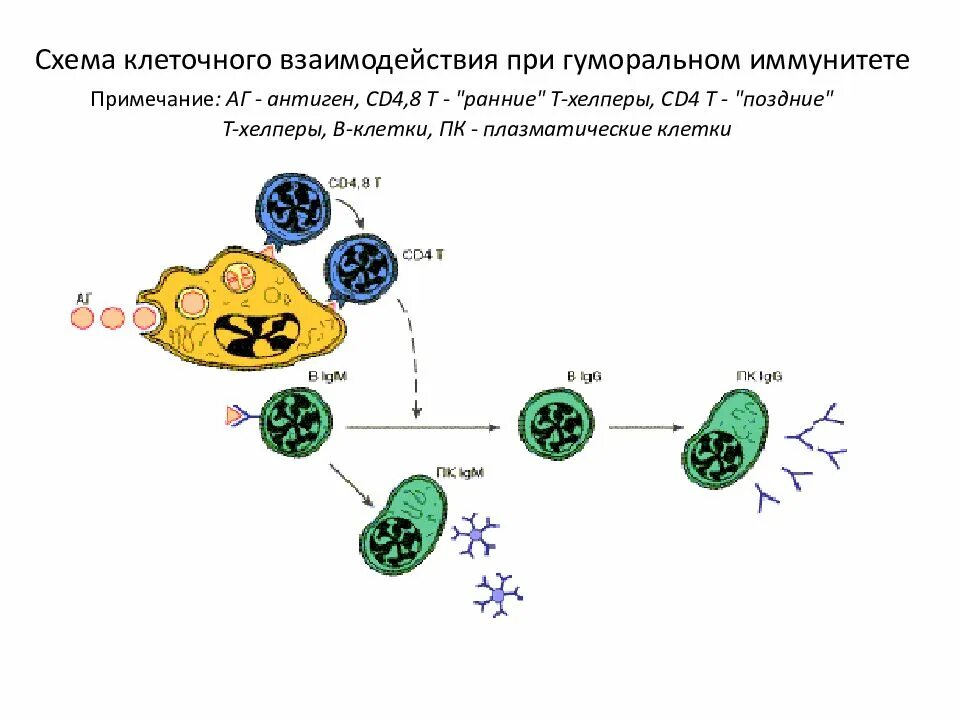 Взаимодействие иммунных клеток. Схема участия клеток в клеточном и гуморальном иммунитете. Схема взаимодействия клеток в гуморальном иммунитете. Клеточный и гуморальный иммунный ответ схема. Взаимодействие клеток при иммунном ответе схема.