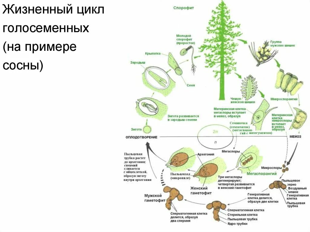 Жизненный цикл голосеменных растений сосна схема. Цикл размножения голосеменных растений схема. Схема циклы развития голосеменных растений схема. Жизненный цикл голосеменных растений схема ЕГЭ. Гаметофит семенных