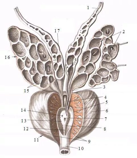 Семявыносящий проток и семенные пузырьки. Предстательная железа и семенные пузырьки анатомия. Семявыносящие протоки, семенные пузырьки предстательная железа. Семенные пузырьки топография. Маточка у мужчин