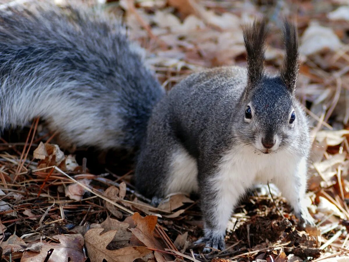 Можно ли белки. Белка Аберта. Sciurus aberti kaibabensis. Чернобурая белка. Кайбабская белка.