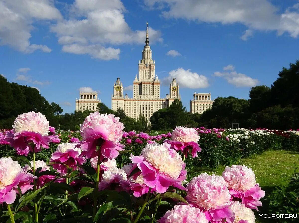 Цветков мгу. Пионы ботсад МГУ. Ботанический сад МГУ Москва. Ботанический сад Москва МГУ Ломоносов. Ботанический сад биологического факультета МГУ.