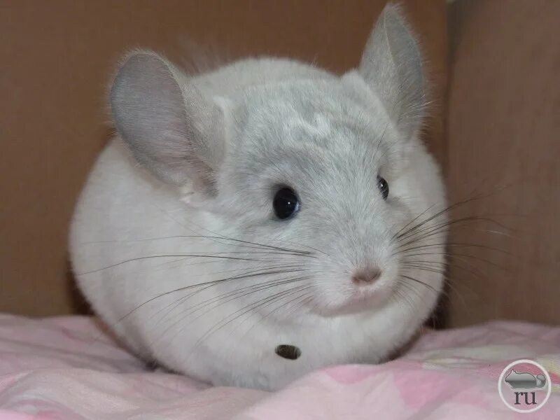 детеныш шиншиллы. шиншилла белый эбони. длина тела шиншиллы. короткохвостая шиншилла. шиншилла грызун.