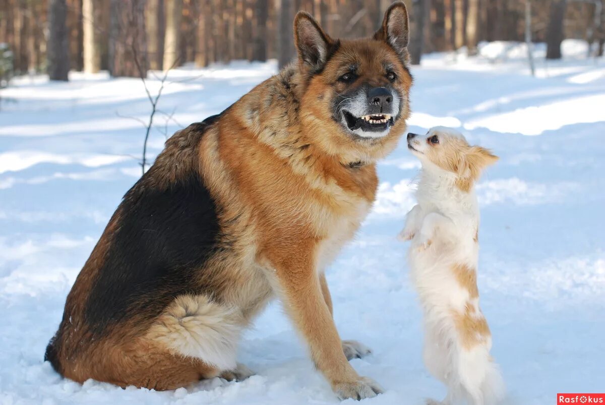 Какую температуру выдерживают овчарки зимой. Немецкая овчарка зимой на улице. Овчарка в зимнем лесу. Кобель немецкой овчарки зимой. Овчарка зимой.