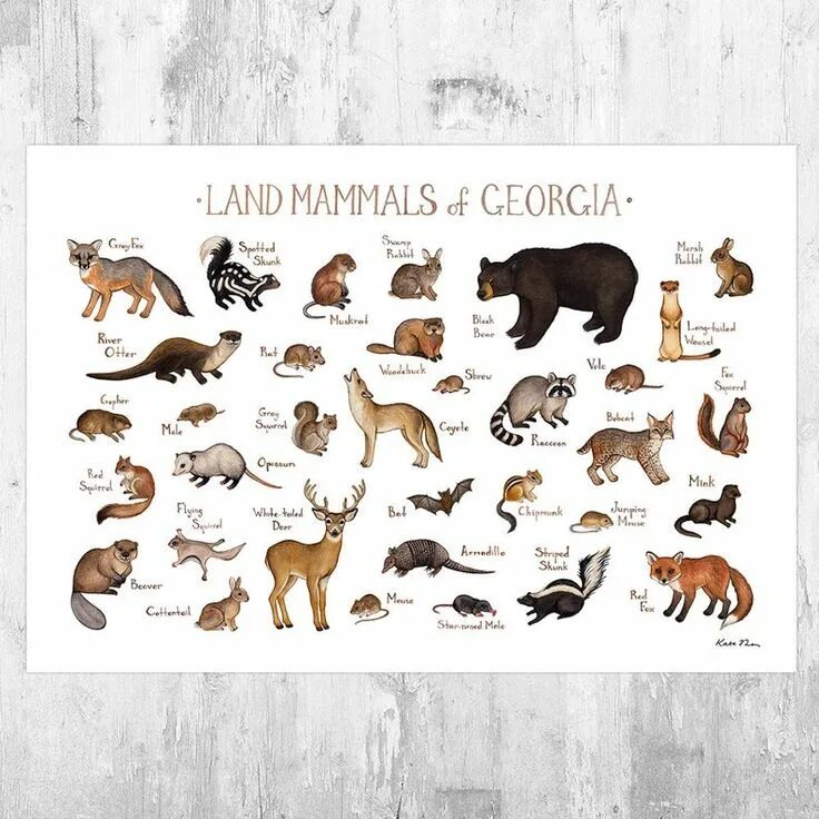 Эндрюсарх эволюция. Слон референс. Mammals series. Animals of california. Mammal on earth перевод.