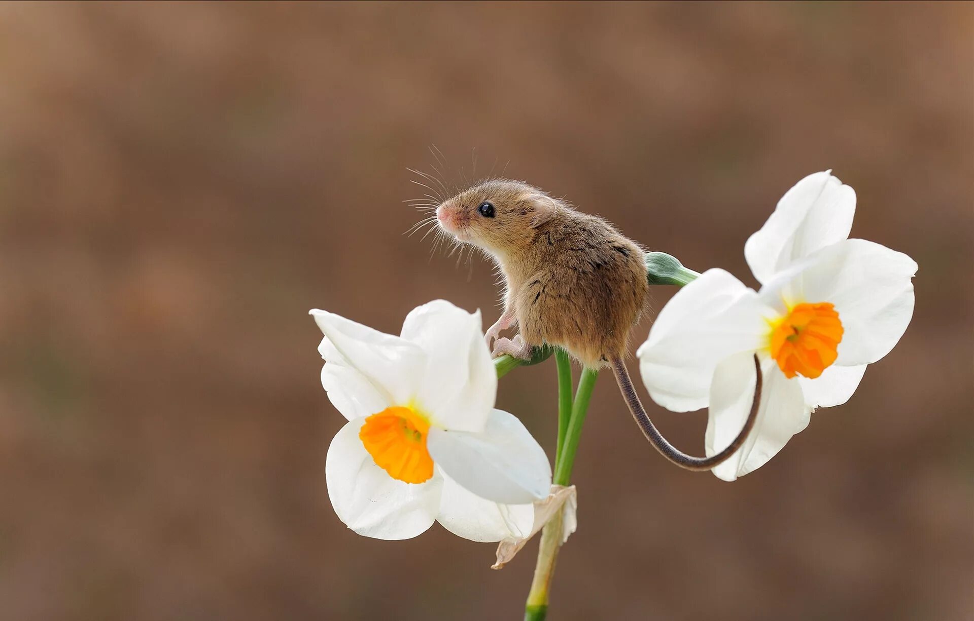 Мыши весной. Мышь полевка в цветке. Мышь Малютка серая. Цветы и животные. Мышонок в цветах.