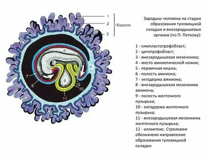 Образование органов у зародыша