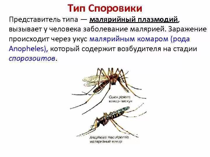 Малярия укусы комаров. Ложный малярийный комар. Укус малярийного комара симптомы. Симптомы от укуса малярийного комара.