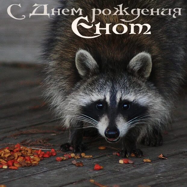 С днем рождения енот. Енот и печеньки. Сонный енот рисунок. Енот картинка. Енот поздравляет.