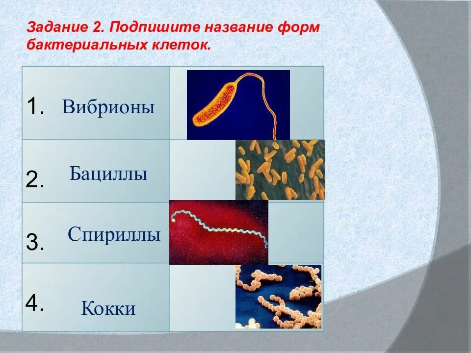 Название форм бактериальных клеток. Подпишите названия форм бактериальных клеток. Бактериальная клетка название. Бактерии в природе названия.