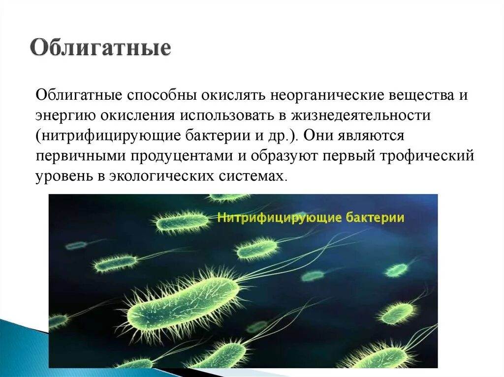 Способные окислять. Облигатные бактерии. Облигатные микроорганизмы это. Микроорганизмы-продуценты это. Микробиология облигатные микроорганизмы.