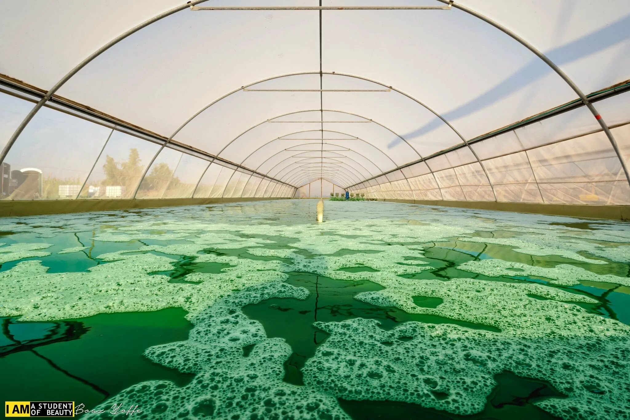 Озеро цинхай спирулина. Спирулина ферма. Культивирование водорослей спирулина. Фотобиореактор хлорелла.