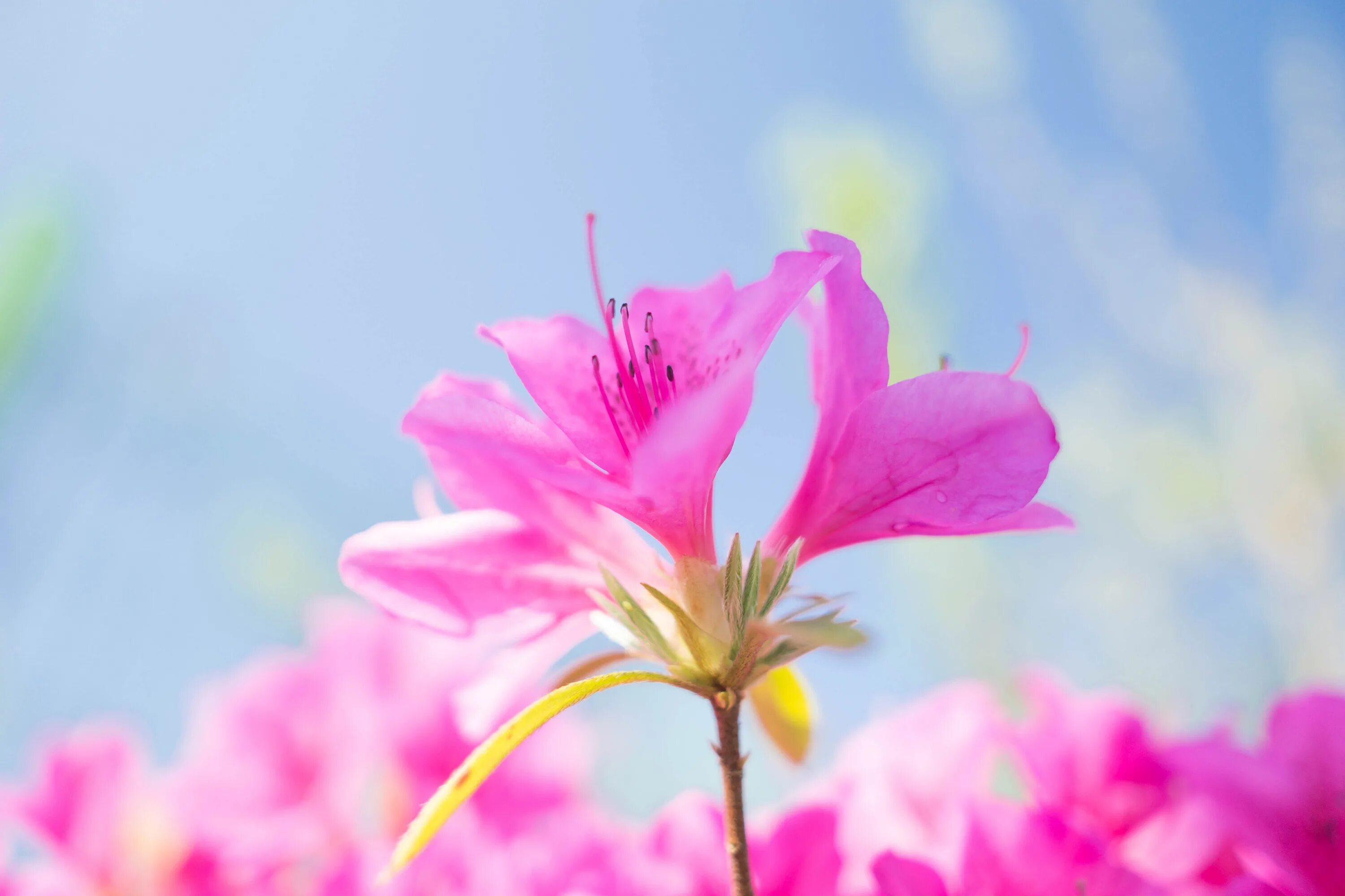 Весенние цветы розового цвета. Розовые цветы в природе. Цветы с длинными лепестками. Летние цветы. Лето цвет розовый