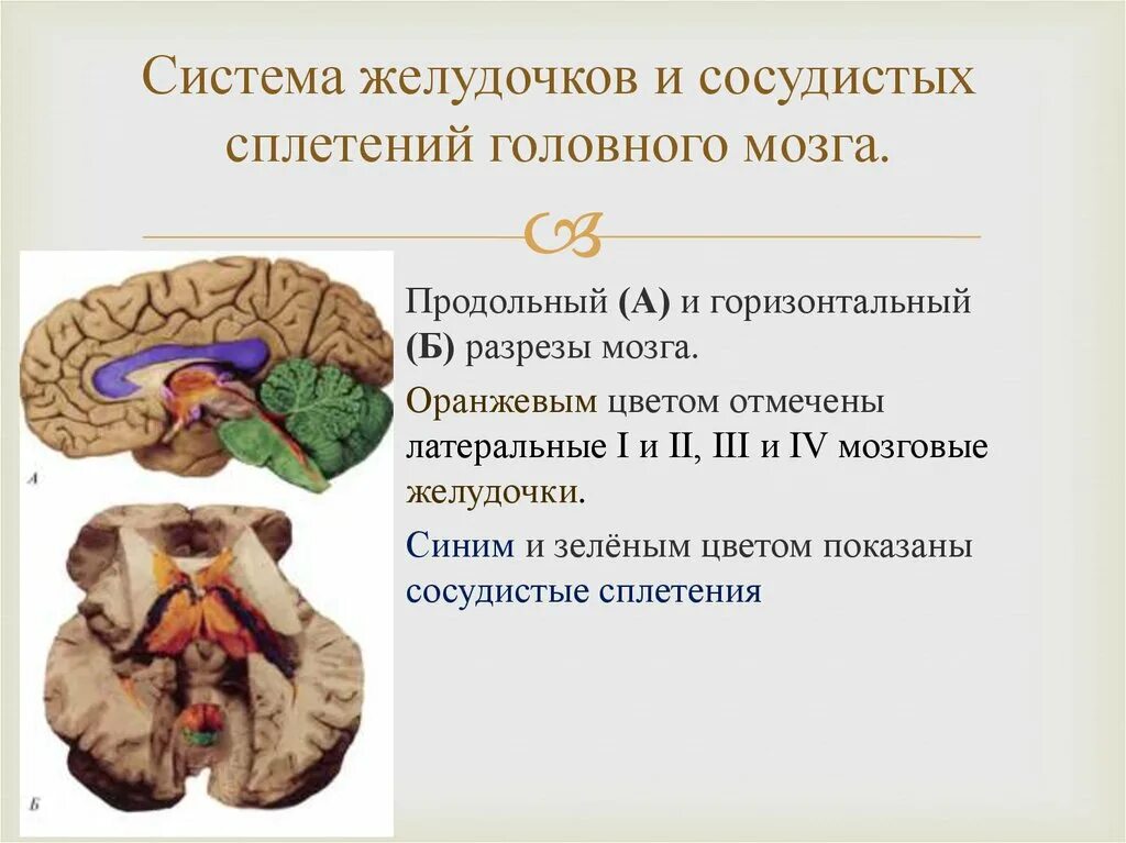 Сосудистые сплетения боковых желудочков головного мозга. Сосудистые сплетения желудочков мозга анатомия. Спадения желудочков мозга. Хориоидальные сплетения головного мозга.