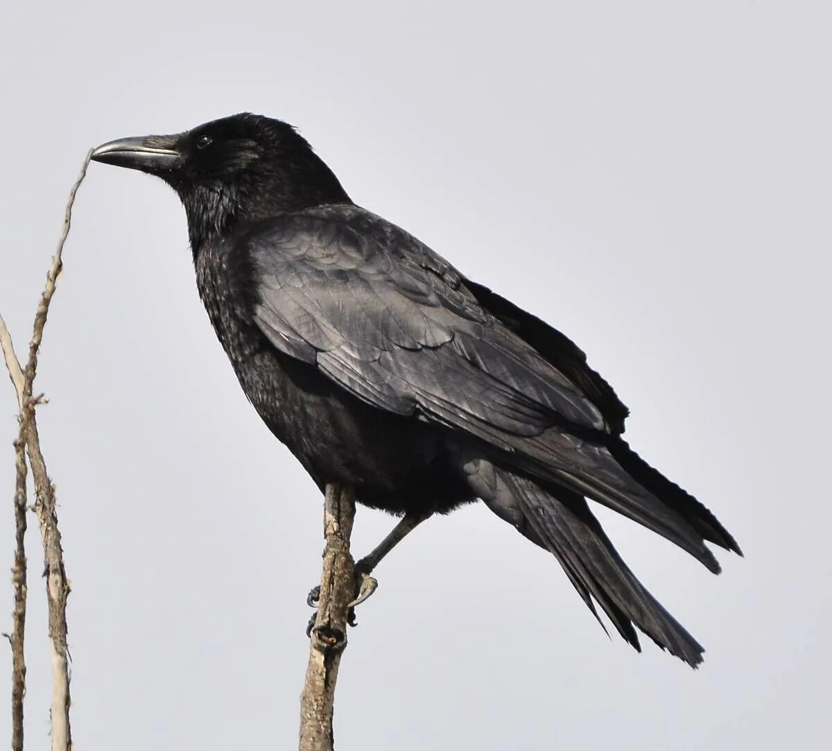 Карга это. Чёрная воро́на Corvus Corone. Черная ворона - Corvus Corone. Корвус карга. Черная птица Казахстан.