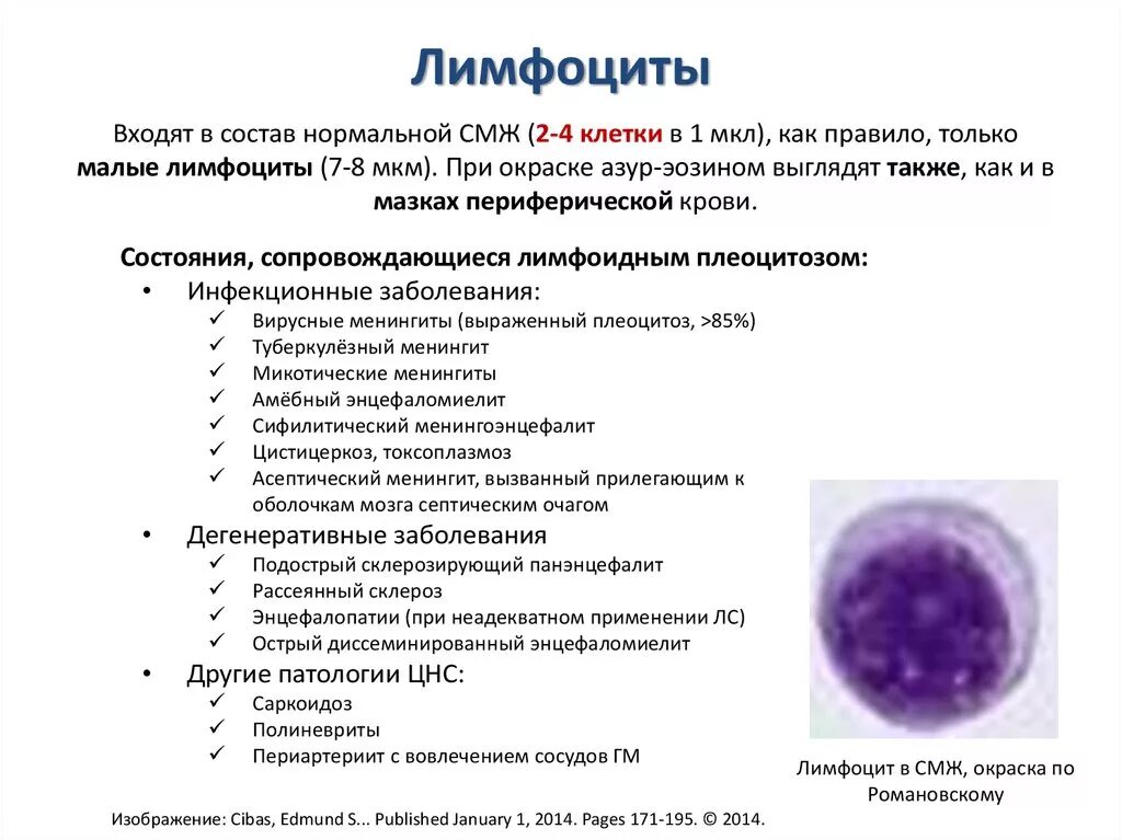 Лимфоциты в ликворе норма. Лимфоциты количество в 1 мм3. Исследование спинномозговой жидкости лимфоциты. Норма лимфоцитов в спинномозговой жидкости. Реактивные лимфоциты у детей