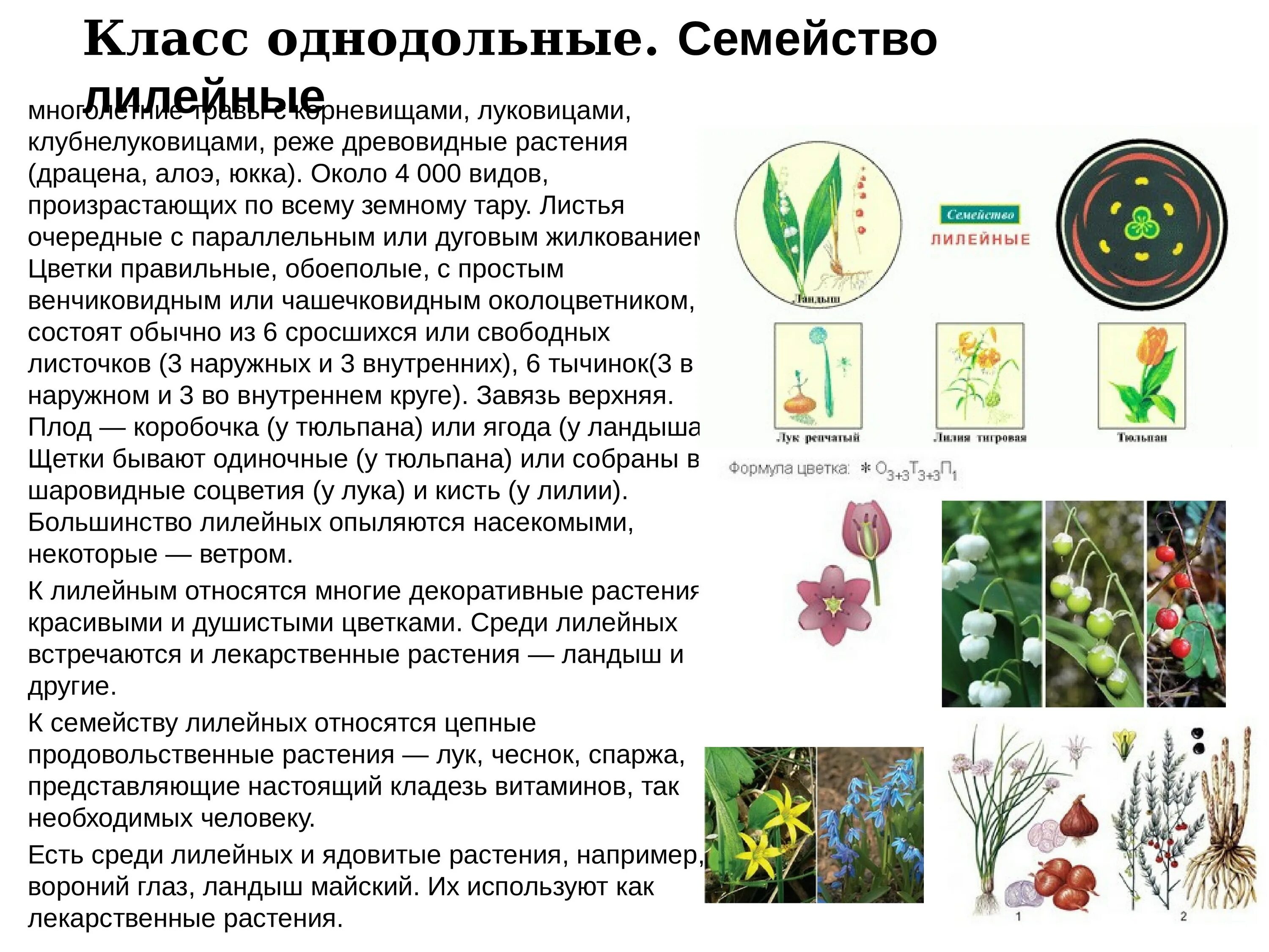 Какая ботаническая наука изучает процесс размножения растений. Ботаника доклад. Биология 6 класс ботаника. Ботаника наука сообщение. Ботанические науки 5 класс.