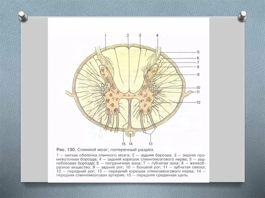 Спинной мозг строение поперечный срез. Сегментарный аппарат мозга. Схема поперечного среза спинного мозга. Спинной мозг схема гистология.