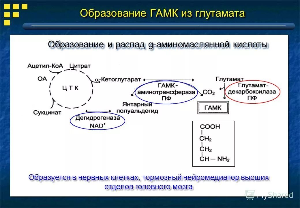 Распад кислоты. Образование биогенных Аминов ГАМК. Образование ГАМК из глутамата. Синтез ГАМК из глутамата. Гамма аминомасляная кислота биохимия.