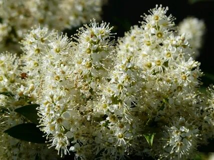 Душистый кустарник любимый венерой