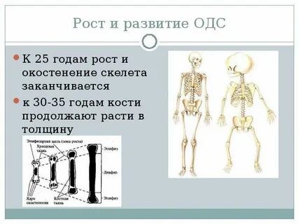 Развитие двигательной системы