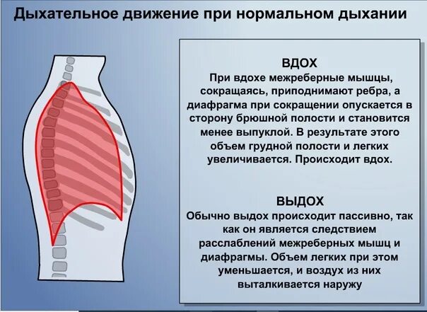 Дыхательные движения. Дыхательные движения вдох. Дыхательные движения выдох. Дыхательные движения при вдохе.