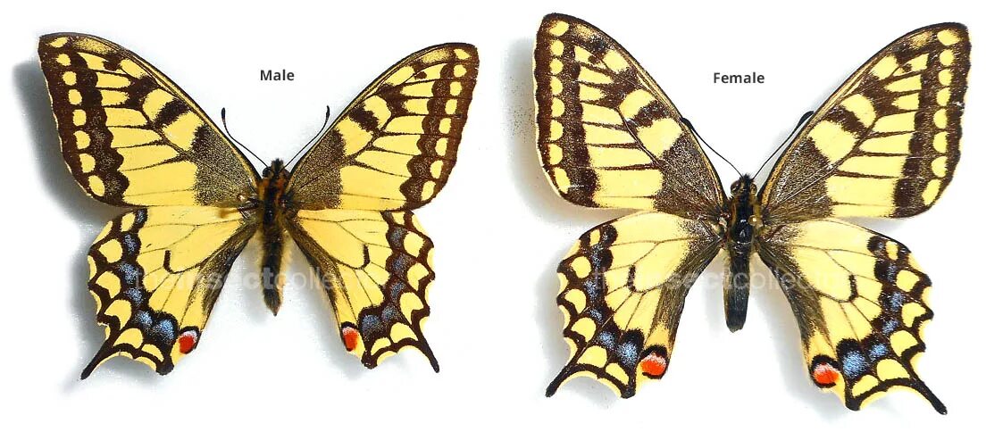 Пол у самок бабочки. Papilio Machaon kamtschadalus. Махаон (Papilio Machaon). Бабочка Махаон самка. Бабочка Махаон самец.