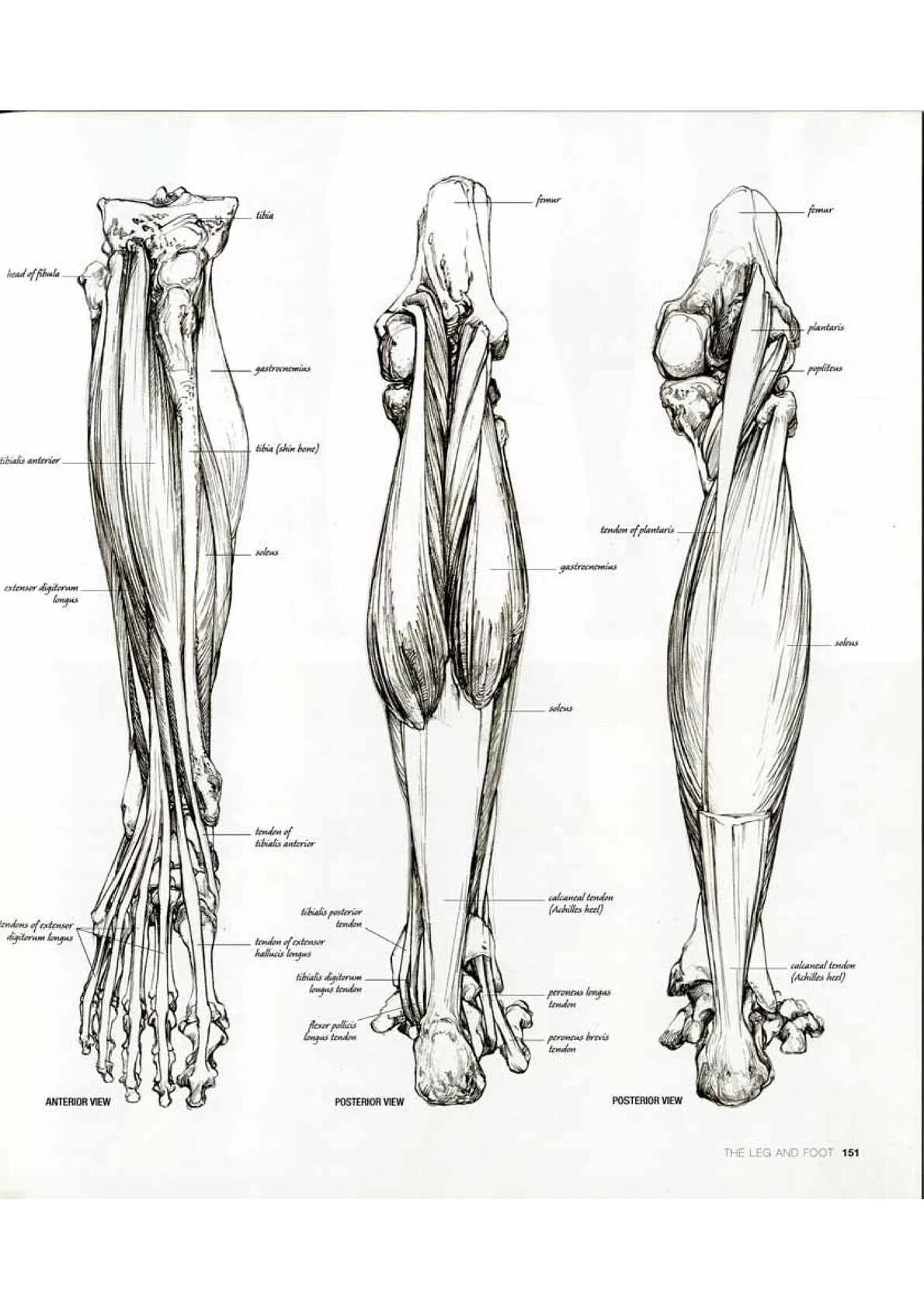 Барчаи анатомия ног. Барчаи анатомия мышцы ноги. Скелет ноги. Анатомия ноги человека в картинках.