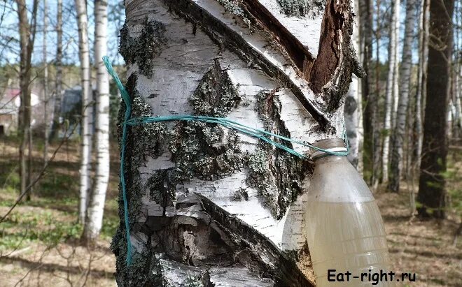 фруктовый сок. стакан сока. смузи с киви, огурцом и яблоком. Soak x 1500 / березовый сок. набрать сока.