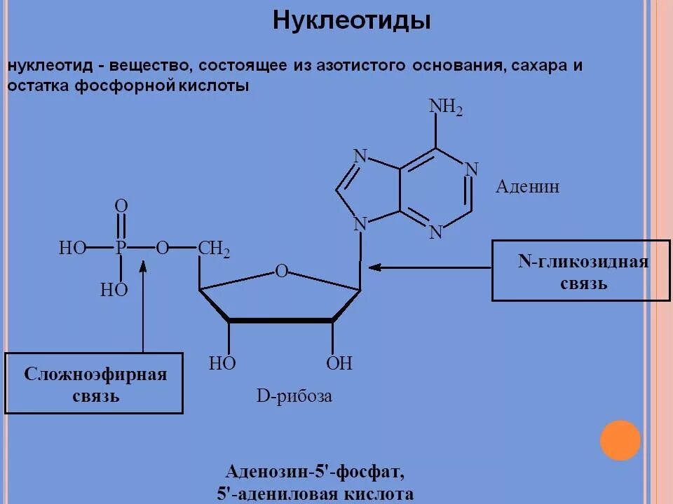 Назовите часть нуклеотида. Нуклеотиды биохимия. Первичная структура нуклеотида. Структура нуклеотидов биохимия. Адениловая кислота это нуклеотид.