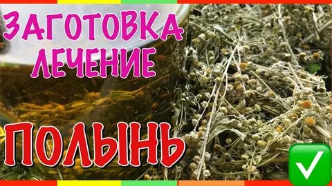 Возможной примесью при заготовке травы полыни горькой