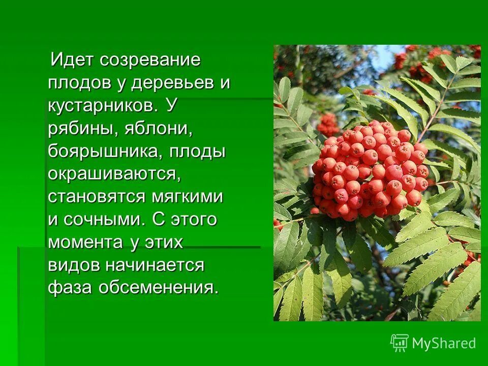 Рябина это небольшое ветвистое деревце растущее. Плоды рябины. Рябина Тип плода. Название плода рябины. Рябина это дерево или кустарник.