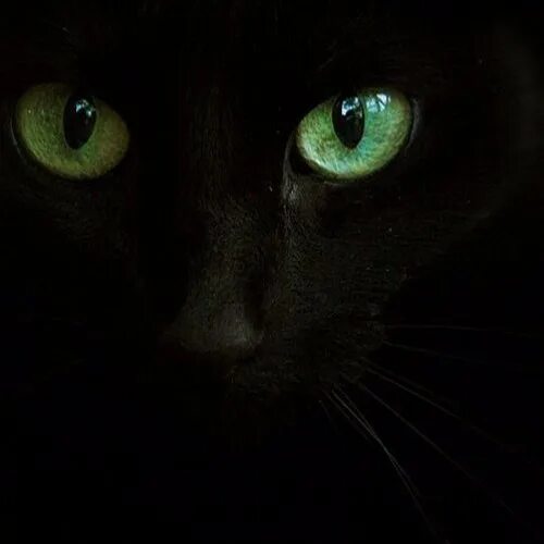 Cat posted by robot on Pixdaus Cat face, Cats, Cat with blue eyes