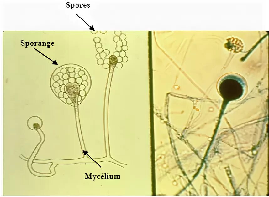 Многоклеточные грибы мукор. Рисунок мукора под микроскопом. Микропрепарат мукора. Ядра мукора. Споры мукора созревают в.